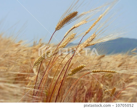 Ears of barley 10705052