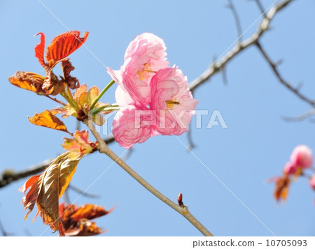 釧路Yae 釧路Yae 10705093