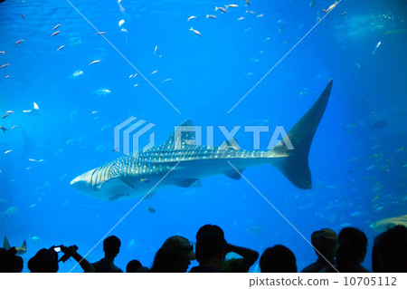 People who look at whale sharks People who look at whale sharks 10705112