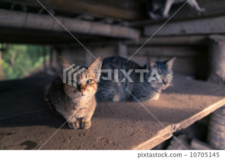 Stray cat Stray cat 10705145