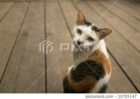 Stray cat Stray cat 10705147