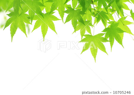 Momiji的年輕葉子 10705246