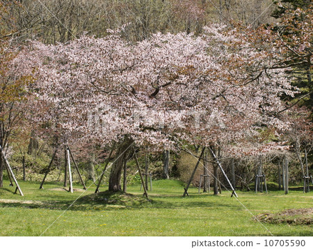 櫻花在釧路町“大倉公園”的觀光景點 櫻花在釧路町“大倉公園”的觀光景點 10705590