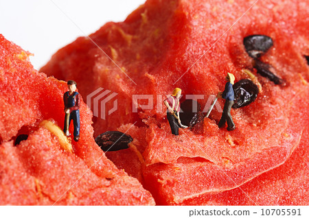 worker work with water melon worker work with water melon 10705591