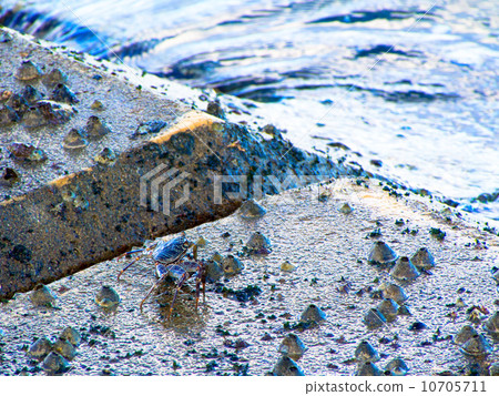 螃蟹的防波堤 10705711