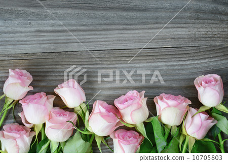 Pink roses Pink roses 10705803
