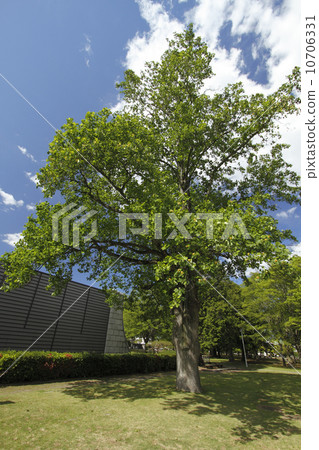 Illinooki (Lily of Lily) Flowering: "Ibaraki Prefectural History Hall" within the premises. Illinooki (Lily of Lily) Flowering: "Ibaraki Prefectural History Hall" within the premises. 10706331