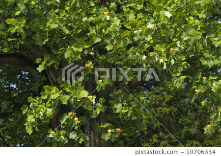 Illinooki (Lily of Lily) Flowering: "Ibaraki Prefectural History Hall" within the premises. Illinooki (Lily of Lily) Flowering: "Ibaraki Prefectural History Hall" within the premises. 10706334