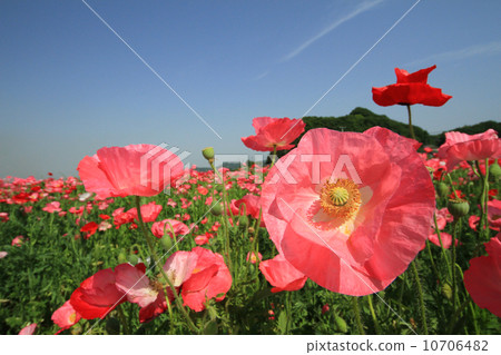 Poppy 325 Poppy 325 10706482