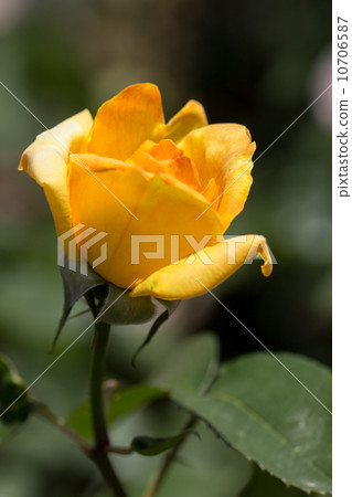Rose of the seasons (Jean Giono) Rose of the seasons (Jean Giono) 10706587