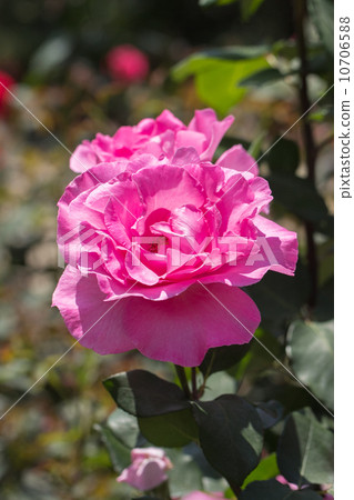 Roses of the seasons (The McCartney Rose) Roses of the seasons (The McCartney Rose) 10706588