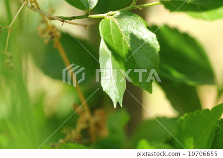 Red-faced red turtle Red-faced red turtle 10706655