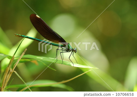 阿瓦仔豬蜻蜓♀ 10706658