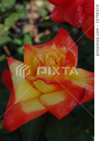 Roses of Hattori Fudosu 10706819