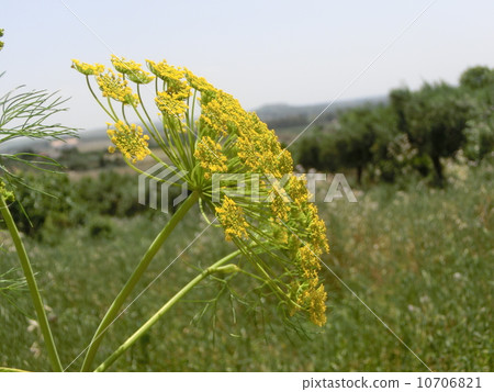 Wild fennel 10706821