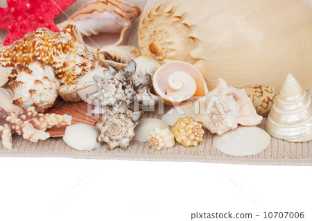 seashells border 10707006