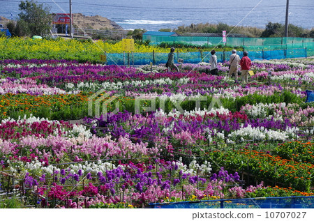 Shiramazu flower field in full bloom (Chikura-cho, Minamiboso City, Chiba Prefecture) Shiramazu flower field in full bloom (Chikura-cho, Minamiboso City, Chiba Prefecture) 10707027