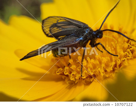 Scaraba(向右) Scaraba(向右) 10707122