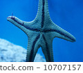 海星 10707157