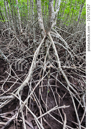 Mangrove forest 10707267