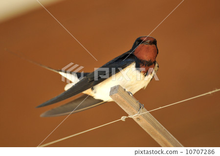 Swallow under the eaves 10707286