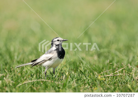 Hakusekirei 10707287