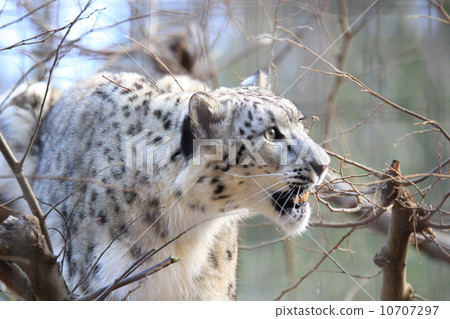 Snow leopard 10707297