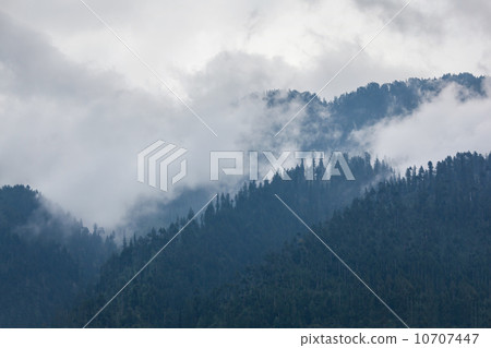 Trees in the fog 10707447