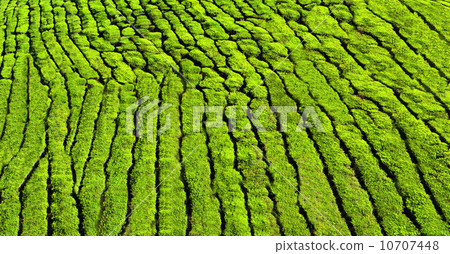 Tea plantation as a background 10707448