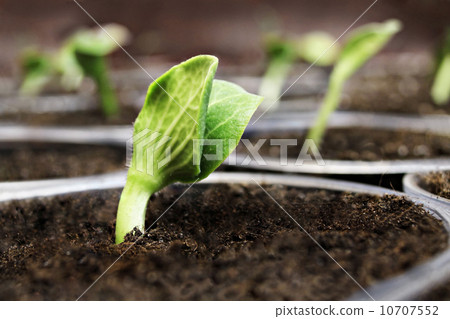 Green sprouts 10707552