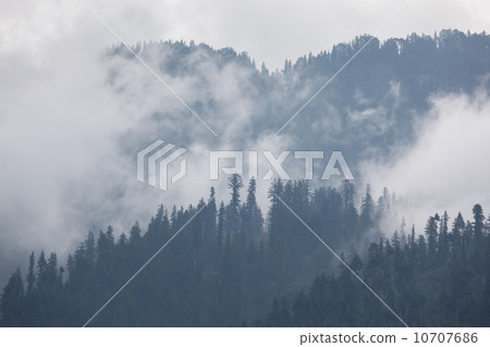 Trees in the fog 10707686