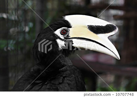 Anthracoceros albirostris Anthracoceros albirostris 10707748