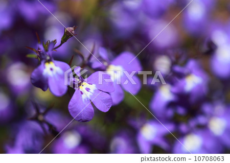 Blue Flower 4 10708063