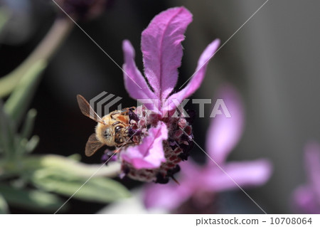 A bee 10708064