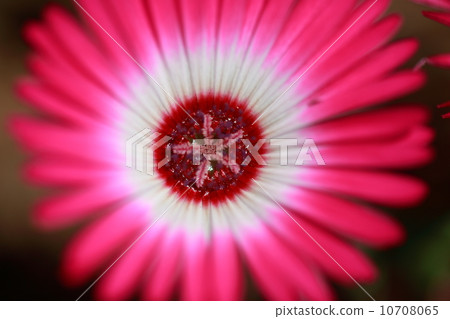 Red flower 2 10708065