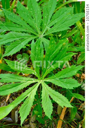 植物·日本白菜 植物·日本白菜 10708154