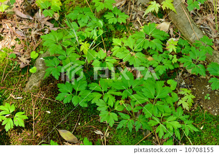 植物·Phytophthora Buttercup家族 植物·Phytophthora Buttercup家族 10708155
