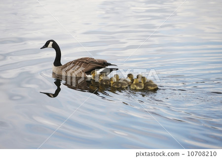 Canadian Guise family 10708210