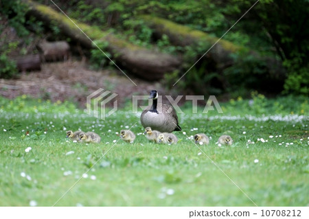 Canadian Guise family Canadian Guise family 10708212