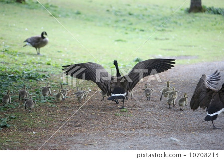 Canadian Guise family Canadian Guise family 10708213
