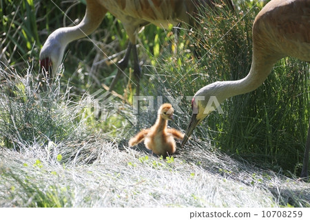 加拿大起重機的父母和孩子 加拿大起重機的父母和孩子 10708259