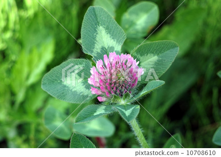 Murasakitetsukusa 10708610