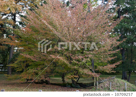 Sakura pine tree at the site of Kyoto gyoen Gakushuin Sakura pine tree at the site of Kyoto gyoen Gakushuin 10709257