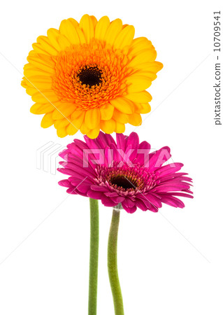 yellow and purple gerber yellow and purple gerber 10709541