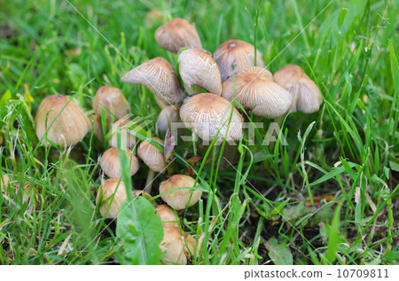 Mushroom group Mushroom group 10709811