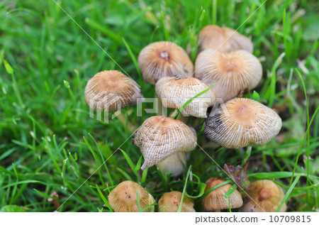 蘑菇組 蘑菇組 10709815
