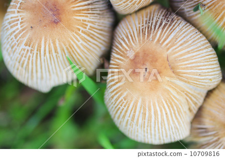 蘑菇散裝模式 10709816