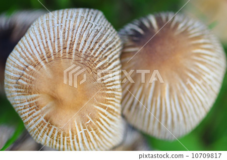 蘑菇散裝模式 10709817