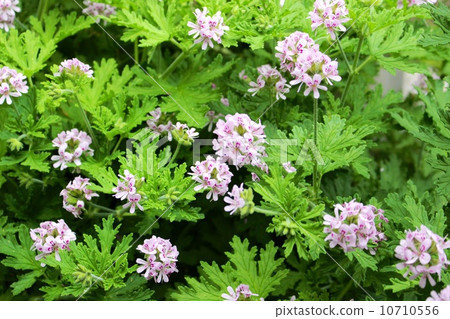 Herb geranium 10710556