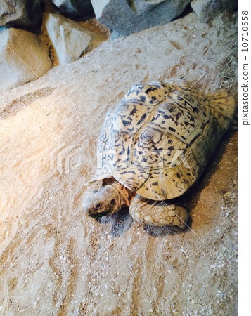 Leopard tortoise 10710558